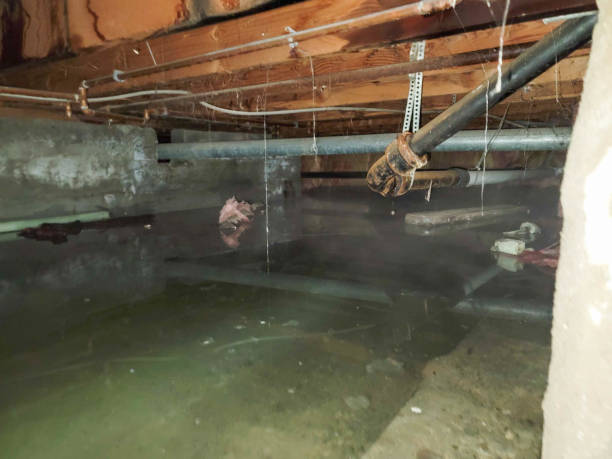 Best Water damage contractors near me  in Bridgeport, IL