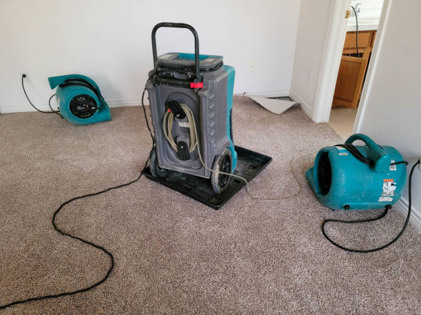 Best Mold removal after water damage  in Bridgeport, IL